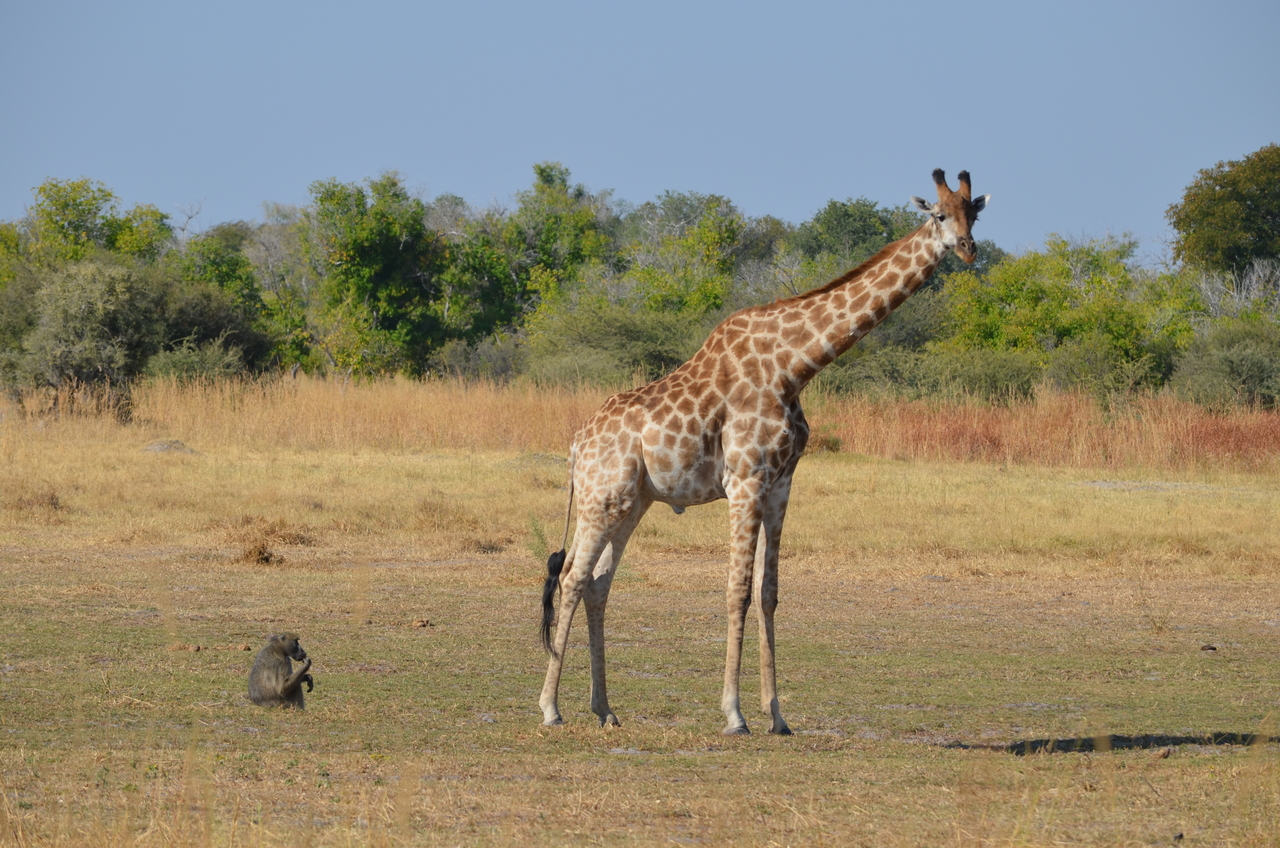 [23626] 2016_06_30_05_00_47_Africa_NIKON_D5100_IMG__05308.jpg