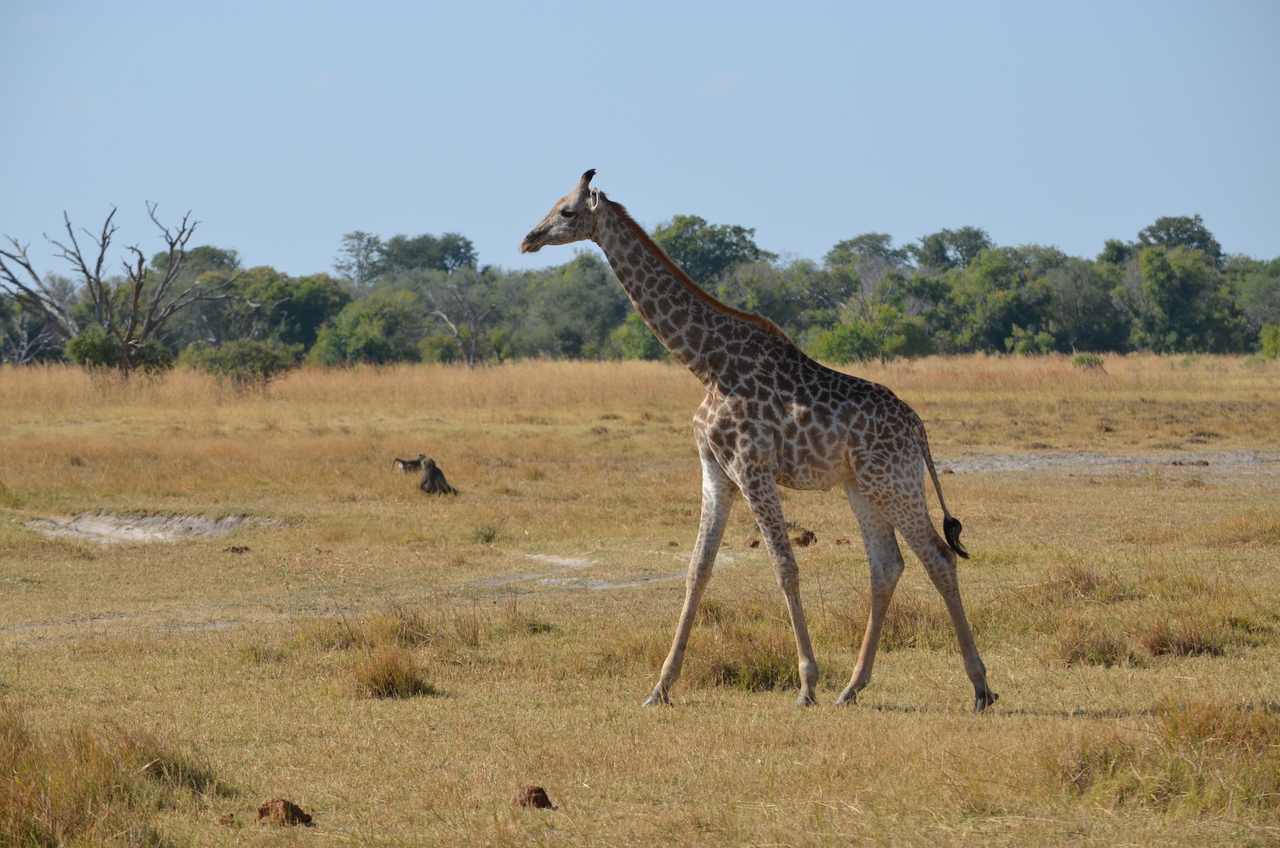 [23628] 2016_06_30_05_00_59_Africa_NIKON_D5100_IMG__05309.jpg