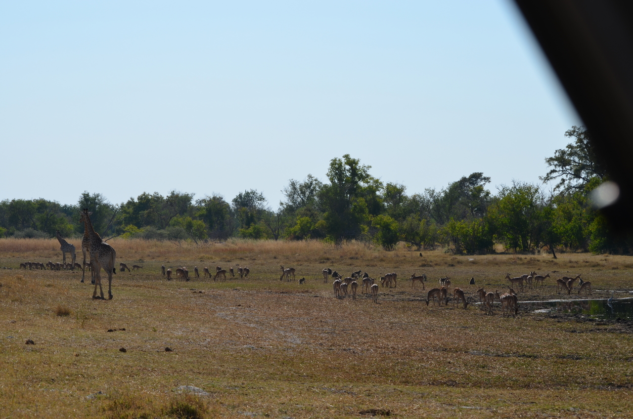 [23648] 2016_06_30_05_02_31_Africa_NIKON_D5100_IMG__05310.jpg