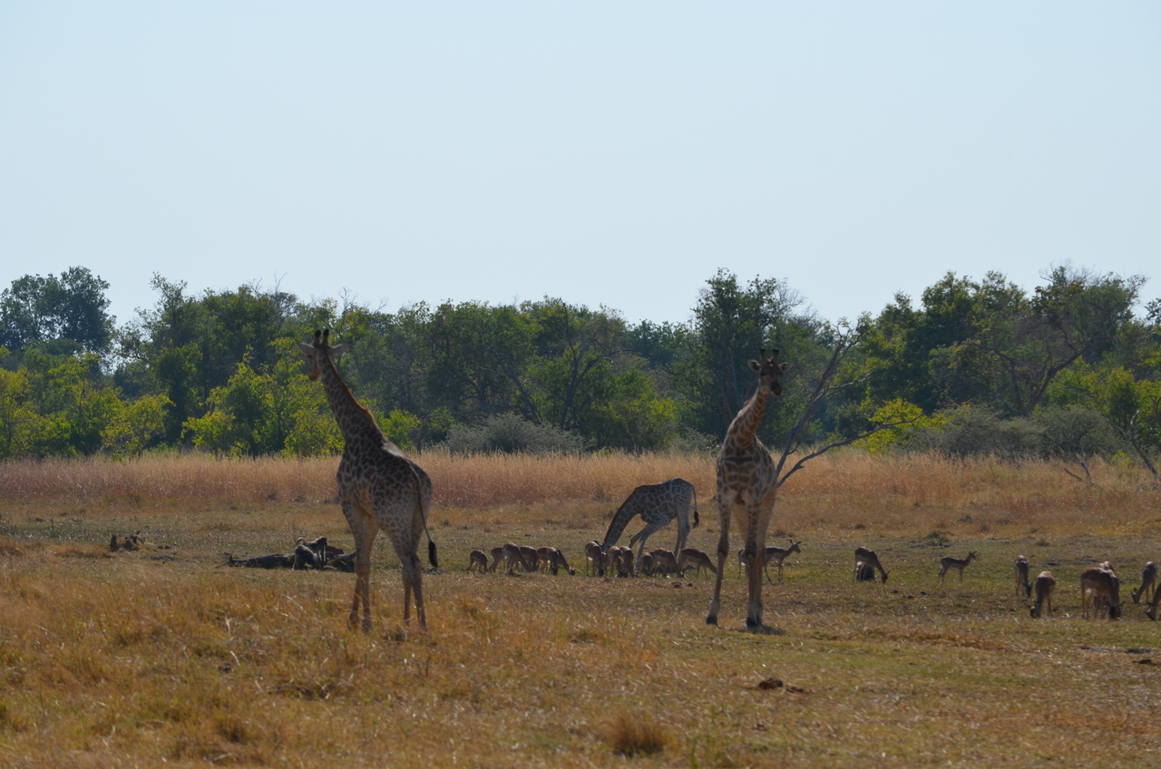 [23659] 2016_06_30_05_02_39_Africa_NIKON_D5100_IMG__05311.jpg