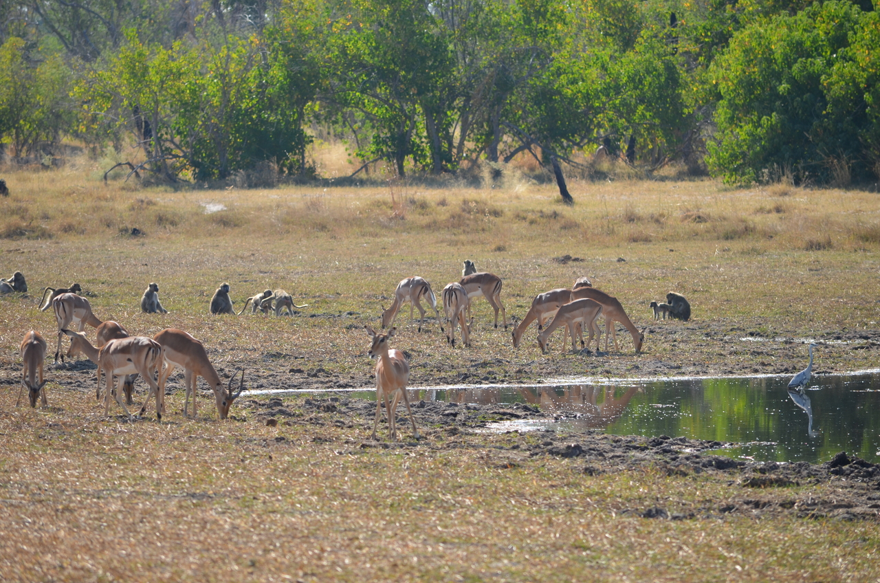 [23697] 2016_06_30_05_03_04_Africa_NIKON_D5100_IMG__05315.jpg