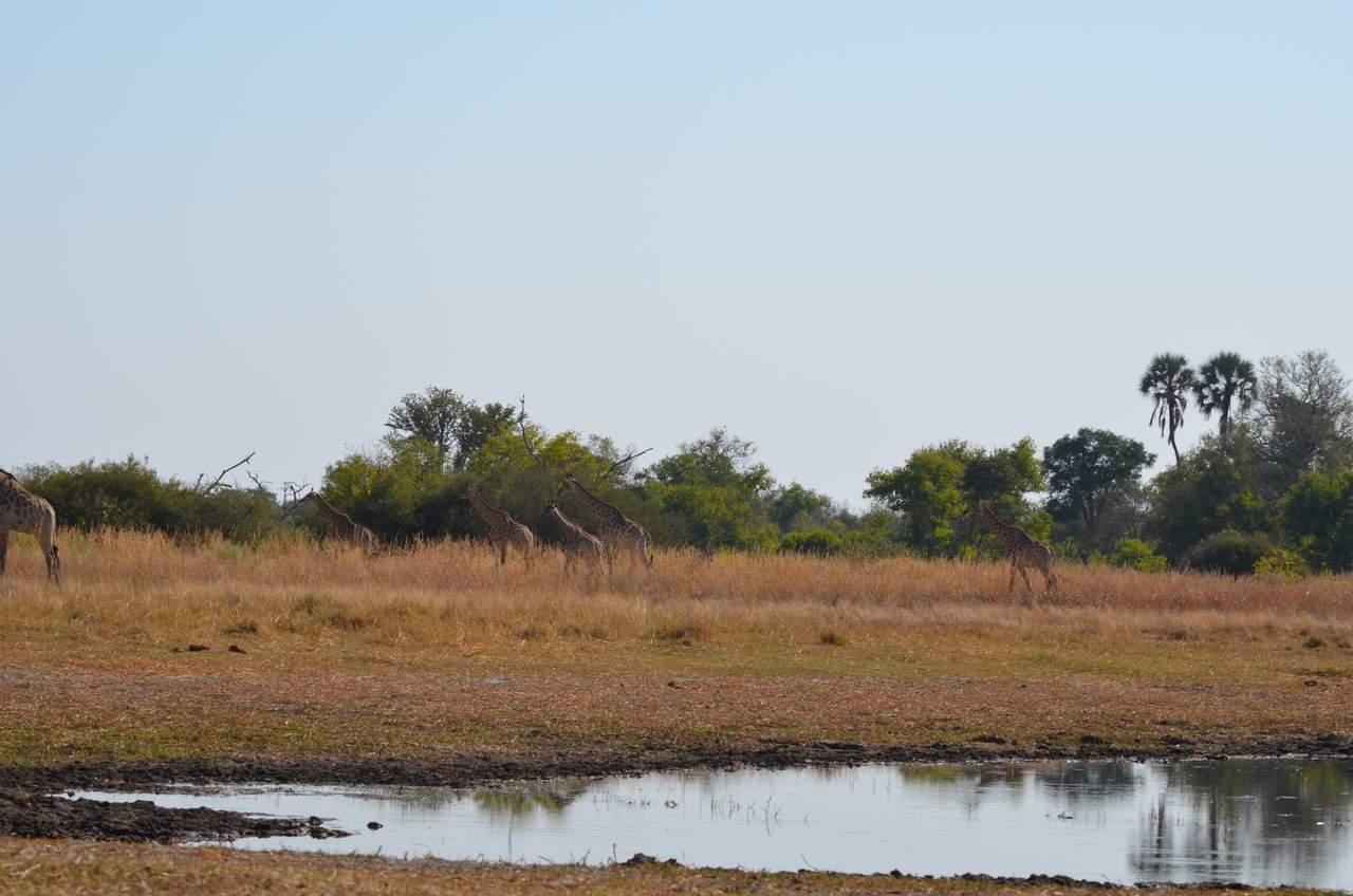 [23728] 2016_06_30_05_04_50_Africa_NIKON_D5100_IMG__00697.jpg