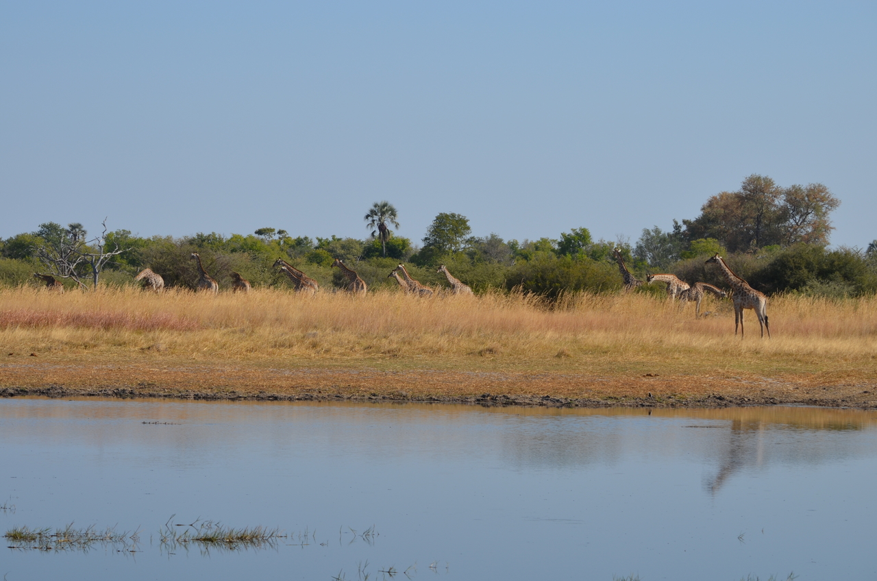 [23738] 2016_06_30_05_07_52_Africa_NIKON_D5100_IMG__00702.jpg