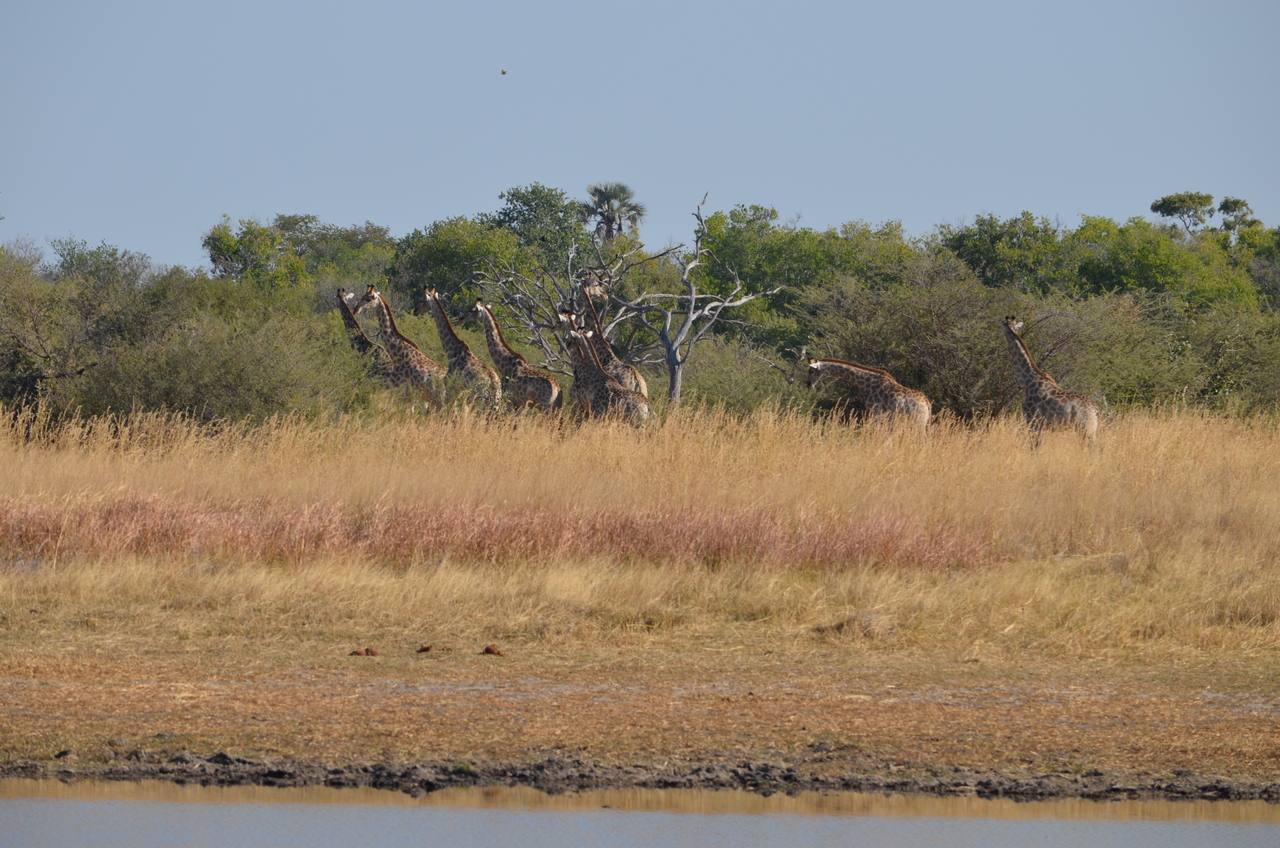 [23741] 2016_06_30_05_08_51_Africa_NIKON_D5100_IMG__05325.jpg