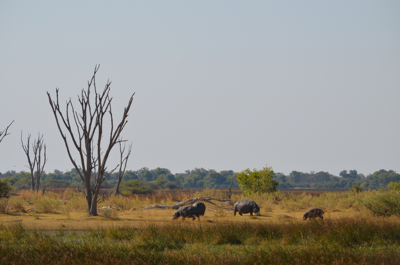 [23767] 2016_06_30_05_13_10_Africa_NIKON_D5100_IMG__00706.jpg