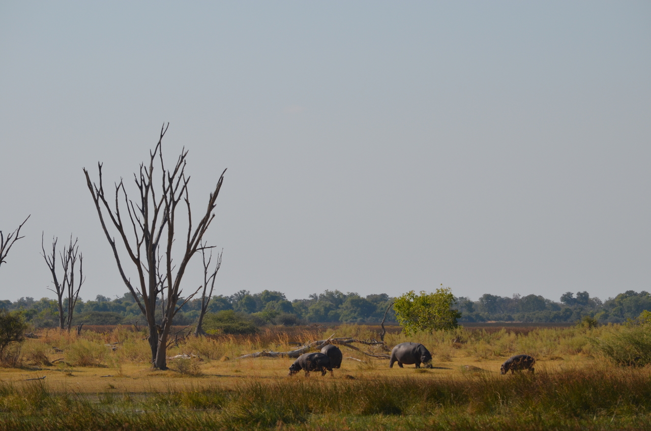 [23769] 2016_06_30_05_13_12_Africa_NIKON_D5100_IMG__00707.jpg