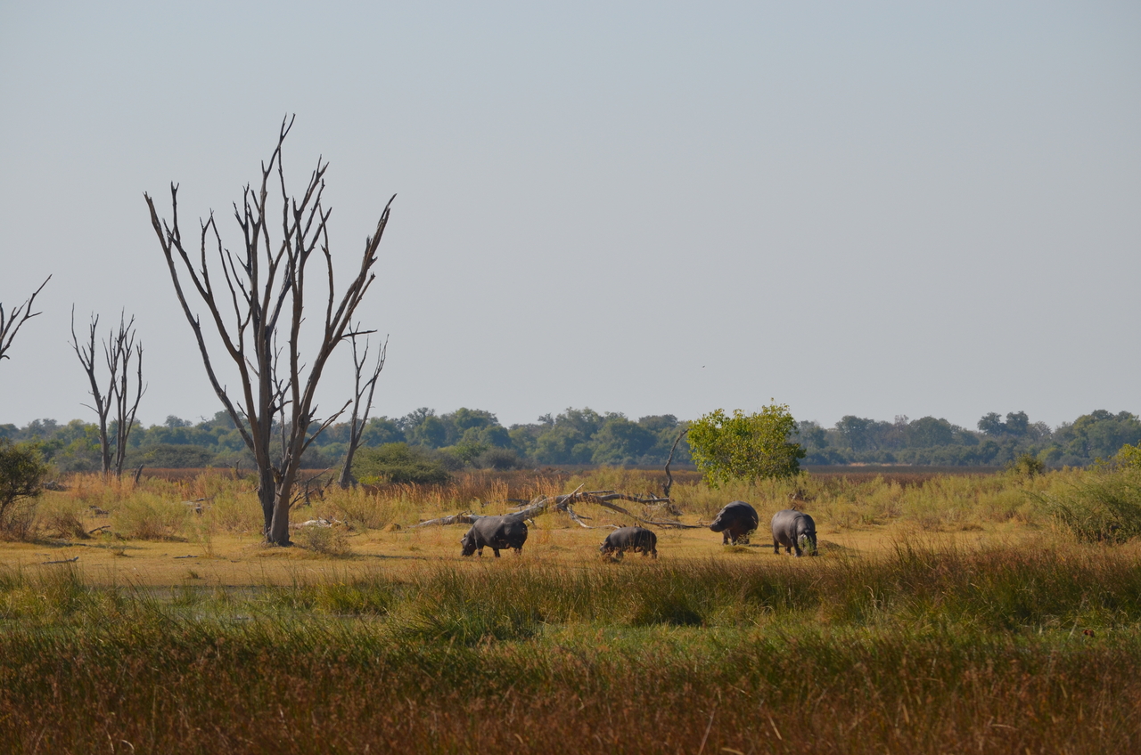 [23778] 2016_06_30_05_14_27_Africa_NIKON_D5100_IMG__05333.jpg