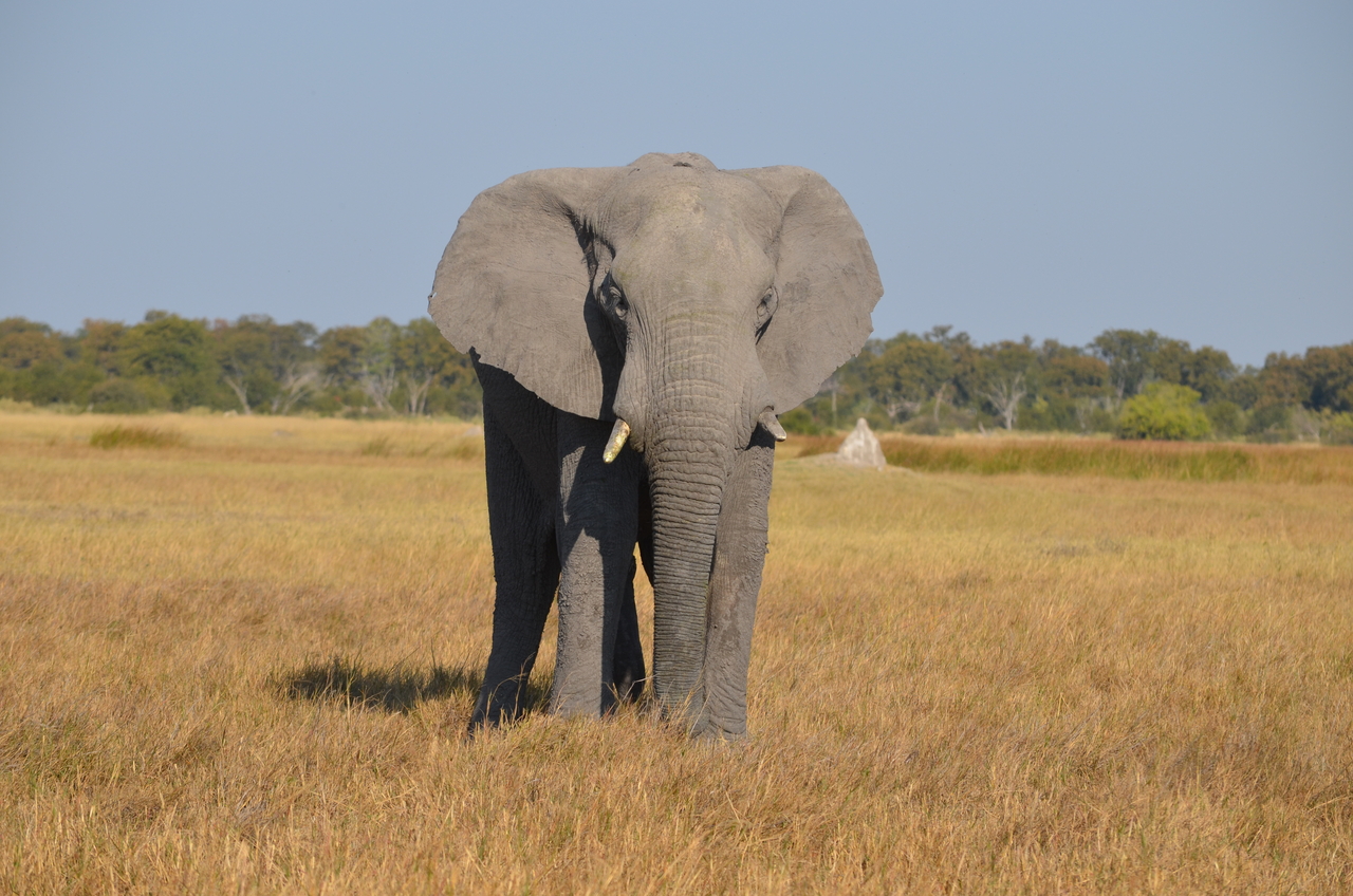 [24488] 2016_06_30_06_07_54_Africa_NIKON_D5100_IMG__00729.jpg