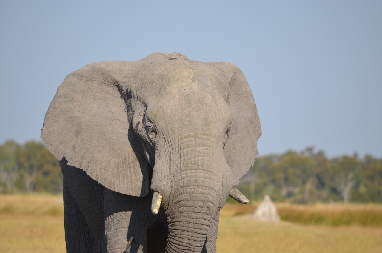 [24492] 2016_06_30_06_07_58_Africa_NIKON_D5100_IMG__00731.jpg