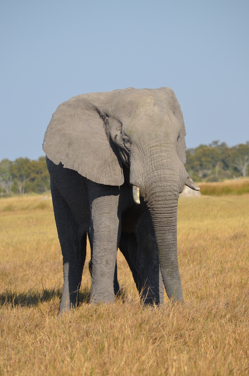 [24504] 2016_06_30_06_08_58_Africa_NIKON_D5100_IMG__00737.jpg