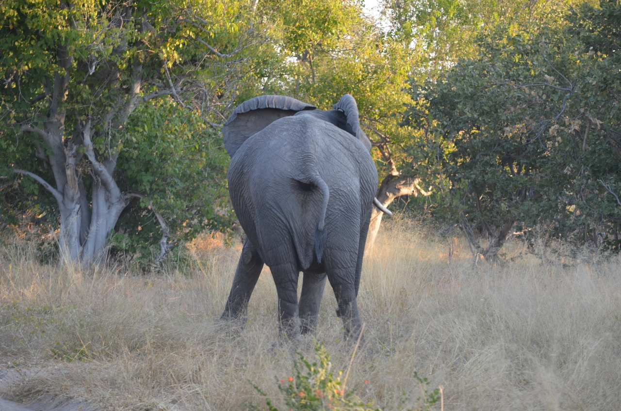 [24638] 2016_06_30_07_26_36_Africa_NIKON_D5100_IMG__05365.jpg