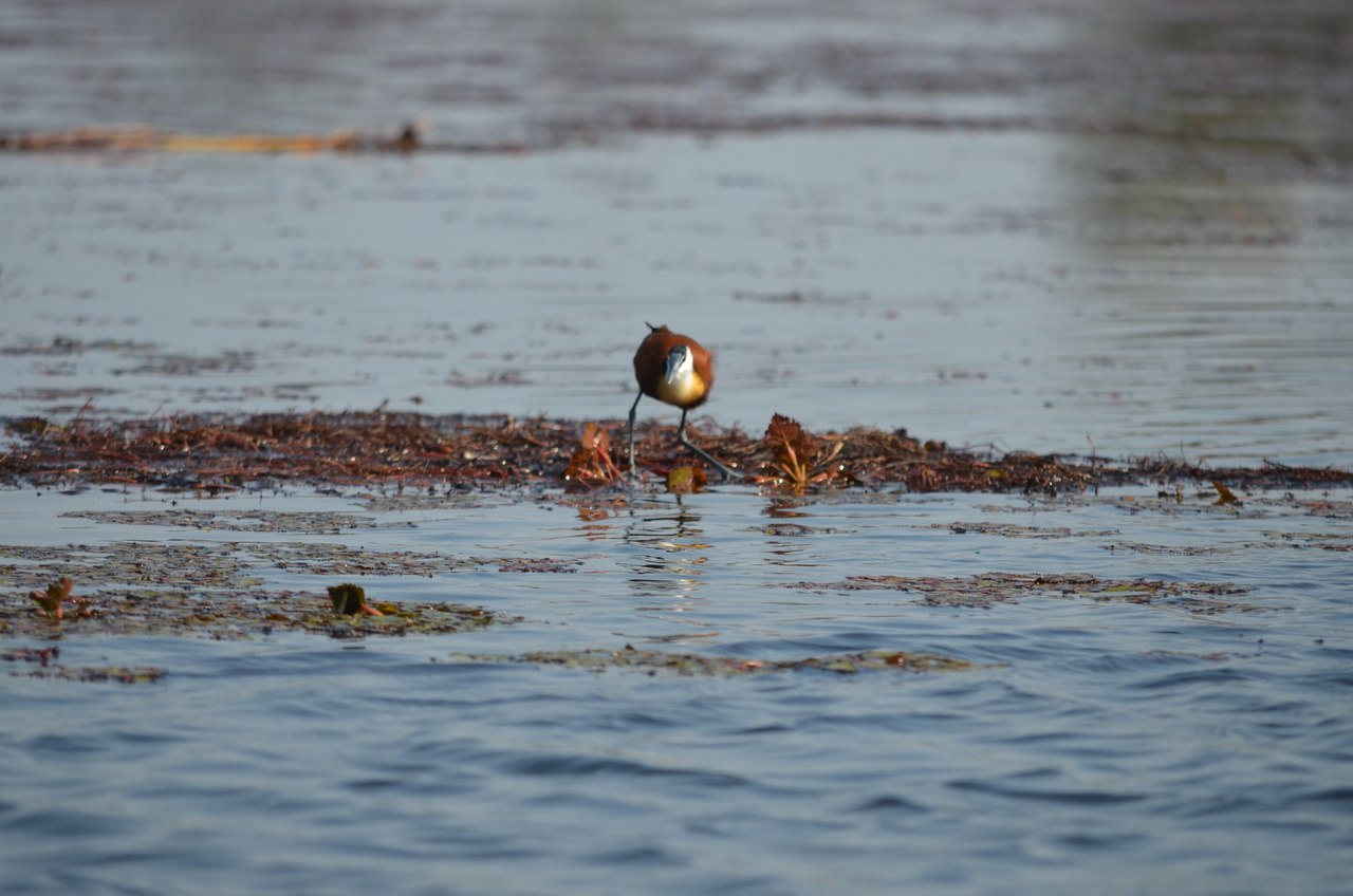 [26673] 2016_07_01_00_21_42_Africa_NIKON_D5100_IMG__05370.jpg
