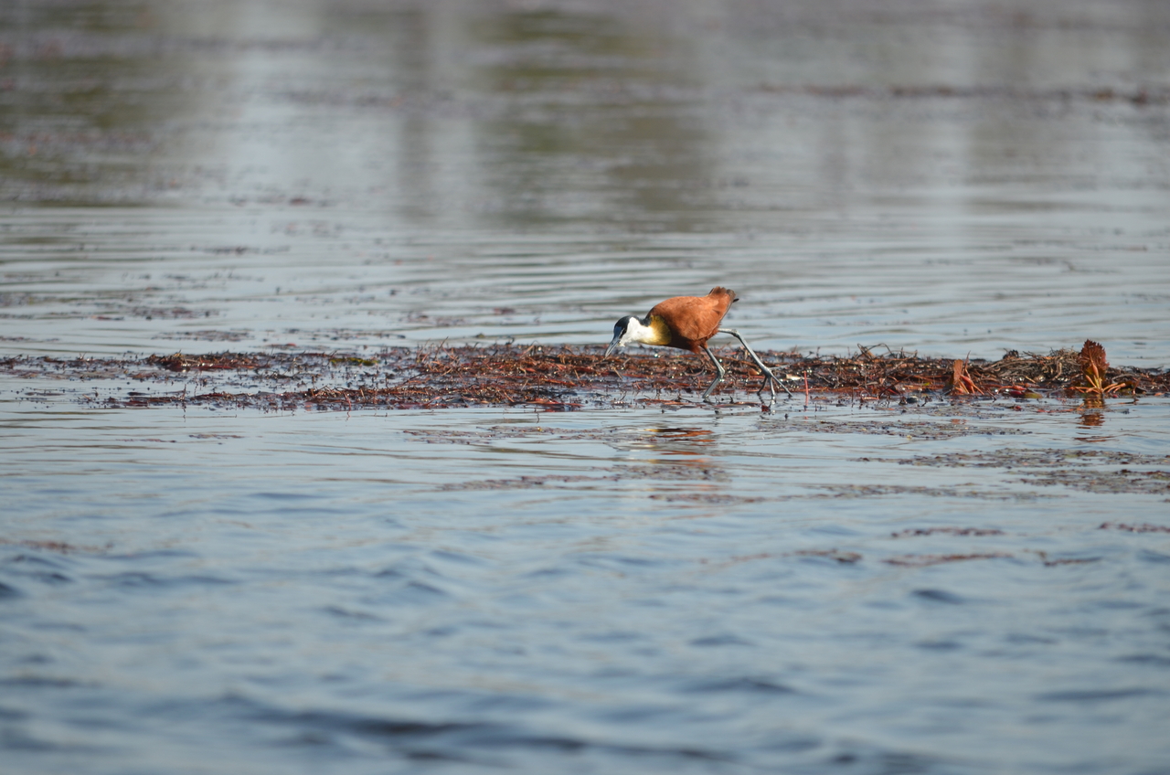 [26675] 2016_07_01_00_22_01_Africa_NIKON_D5100_IMG__05371.jpg