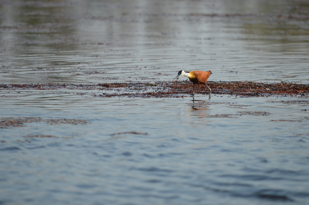 [26679] 2016_07_01_00_22_04_Africa_NIKON_D5100_IMG__05373.jpg