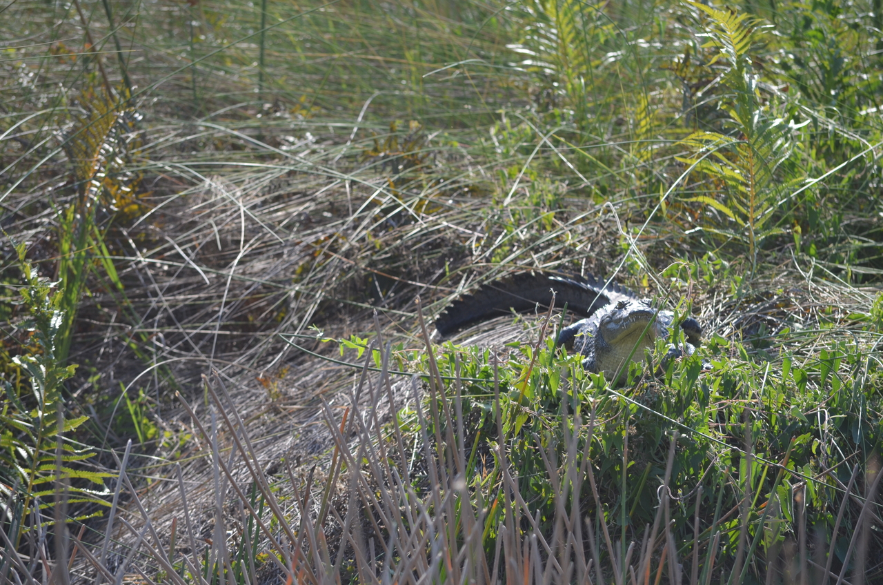 [26683] 2016_07_01_01_11_07_Africa_NIKON_D5100_IMG__05375.jpg