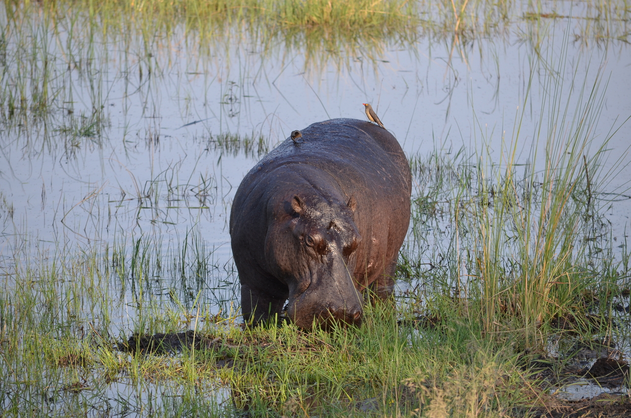 [27501] 2016_07_01_22_58_02_Africa_NIKON_D5100_IMG__05488.jpg