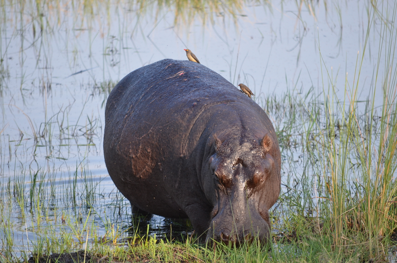 [27504] 2016_07_01_22_58_07_Africa_NIKON_D5100_IMG__00868.jpg