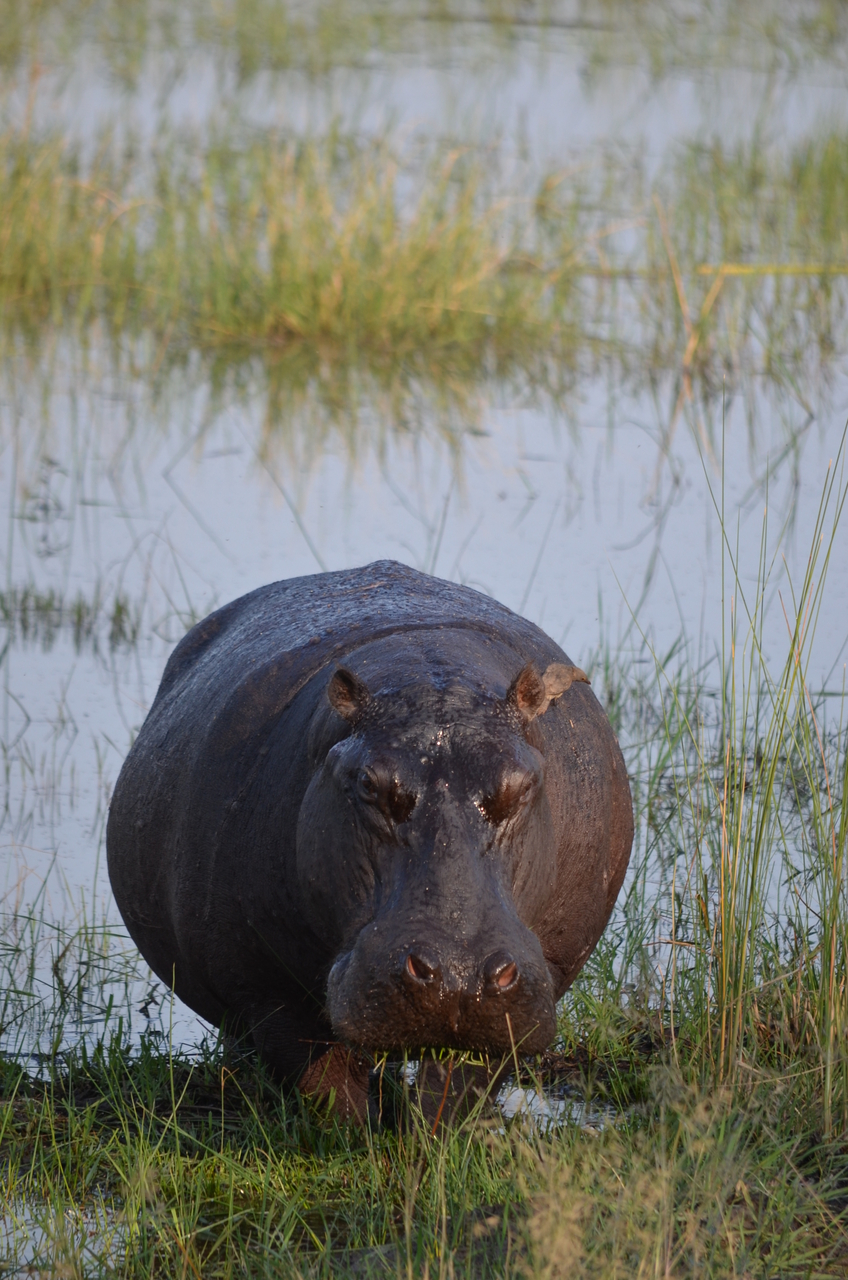 [27512] 2016_07_01_22_58_47_Africa_NIKON_D5100_IMG__00872.jpg