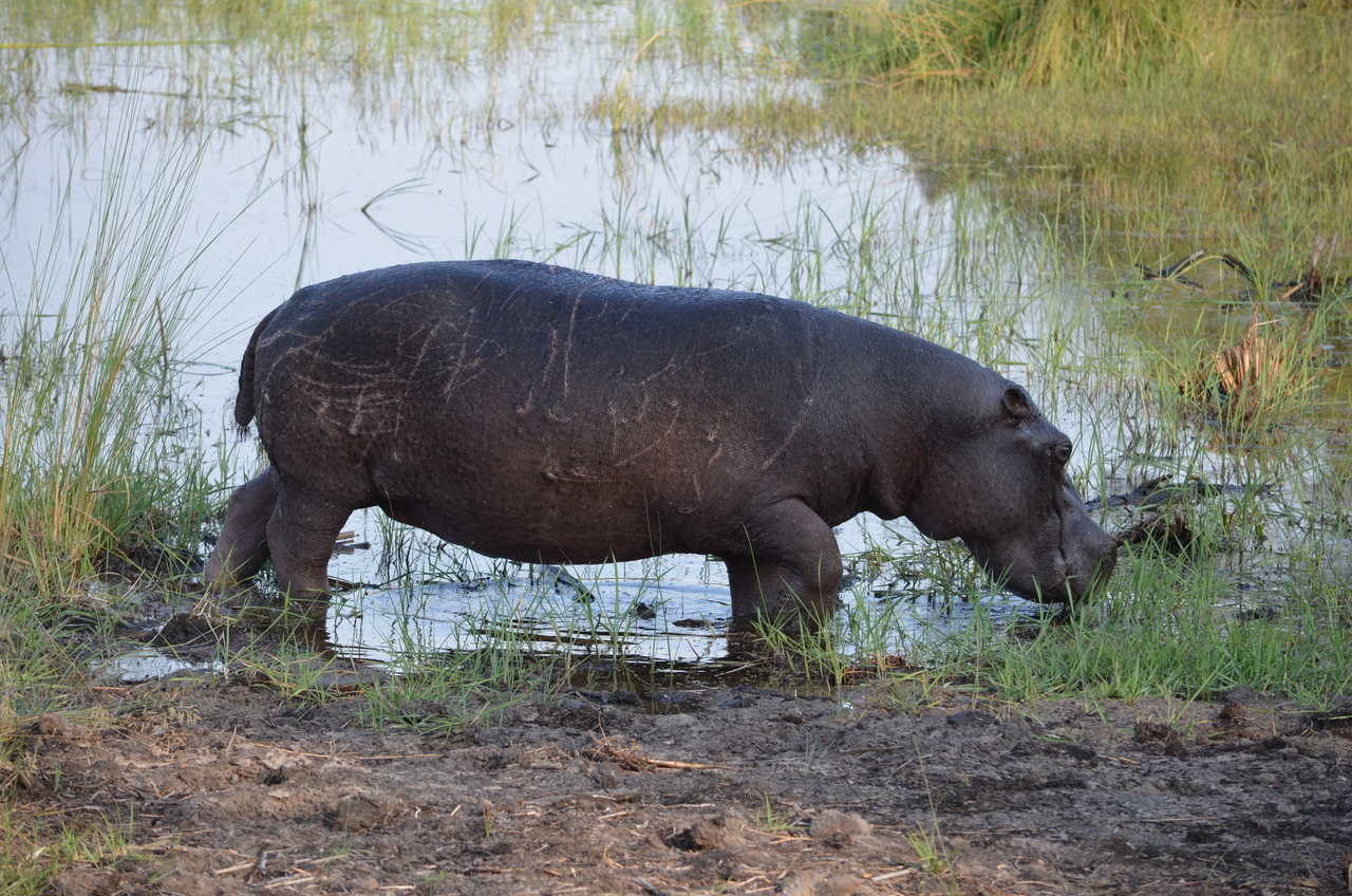 [27516] 2016_07_01_22_59_25_Africa_NIKON_D5100_IMG__00874.jpg