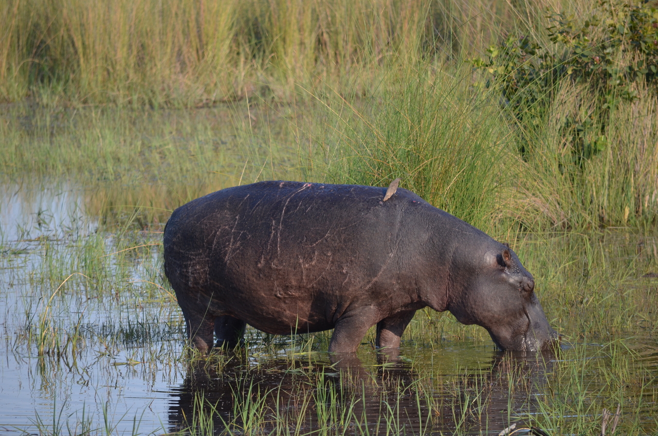 [27523] 2016_07_01_23_10_28_Africa_NIKON_D5100_IMG__05499.jpg