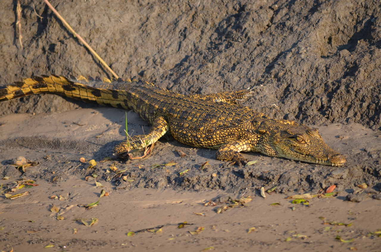 [27830] 2016_07_02_06_59_22_Africa_NIKON_D5100_IMG__05504.jpg