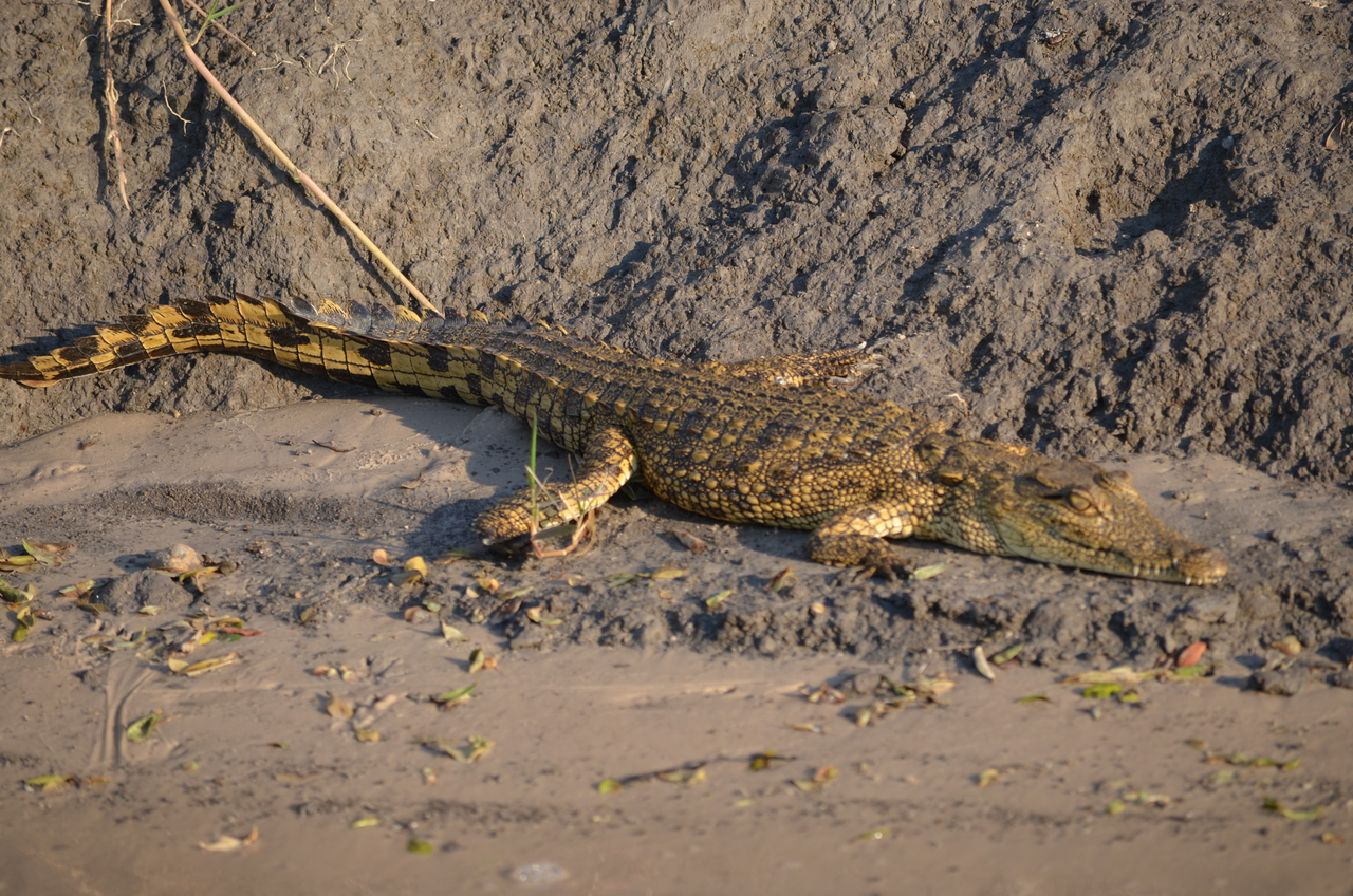 [27831] 2016_07_02_06_59_26_Africa_NIKON_D5100_IMG__00883.jpg