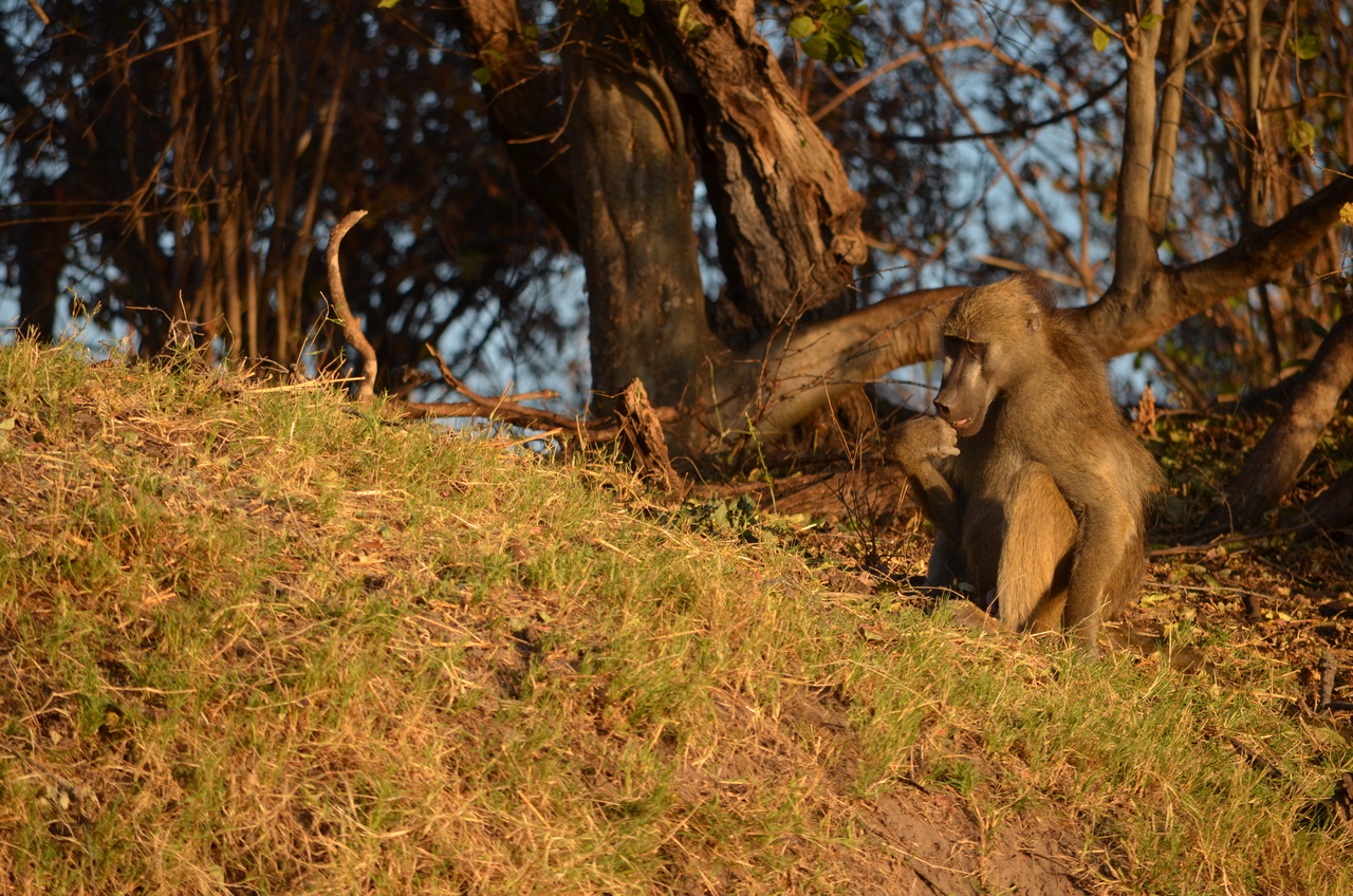 [33044] 2016_07_04_07_33_42_Africa_NIKON_D5100_IMG__00985.jpg
