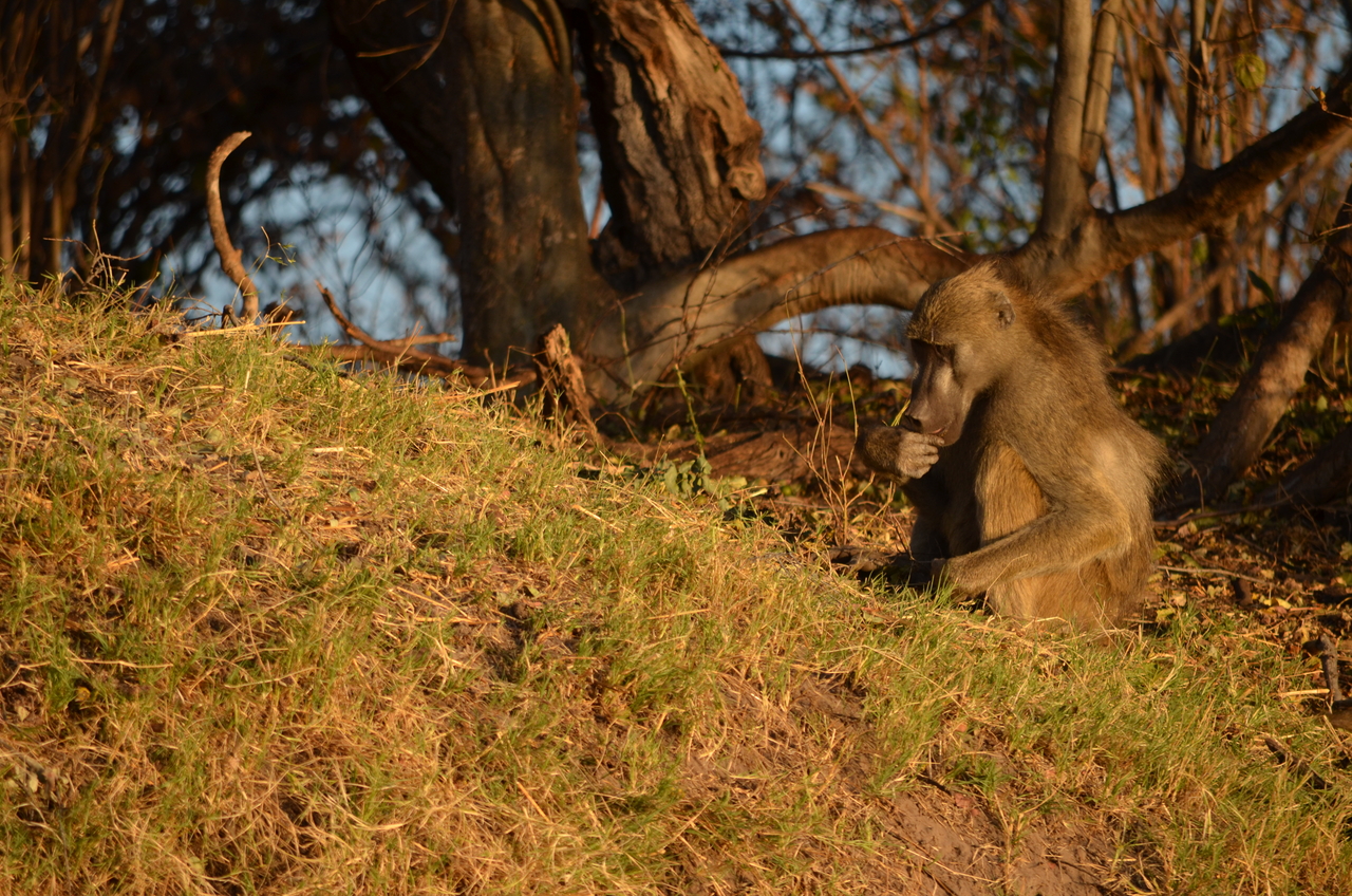 [33046] 2016_07_04_07_33_47_Africa_NIKON_D5100_IMG__00986.jpg