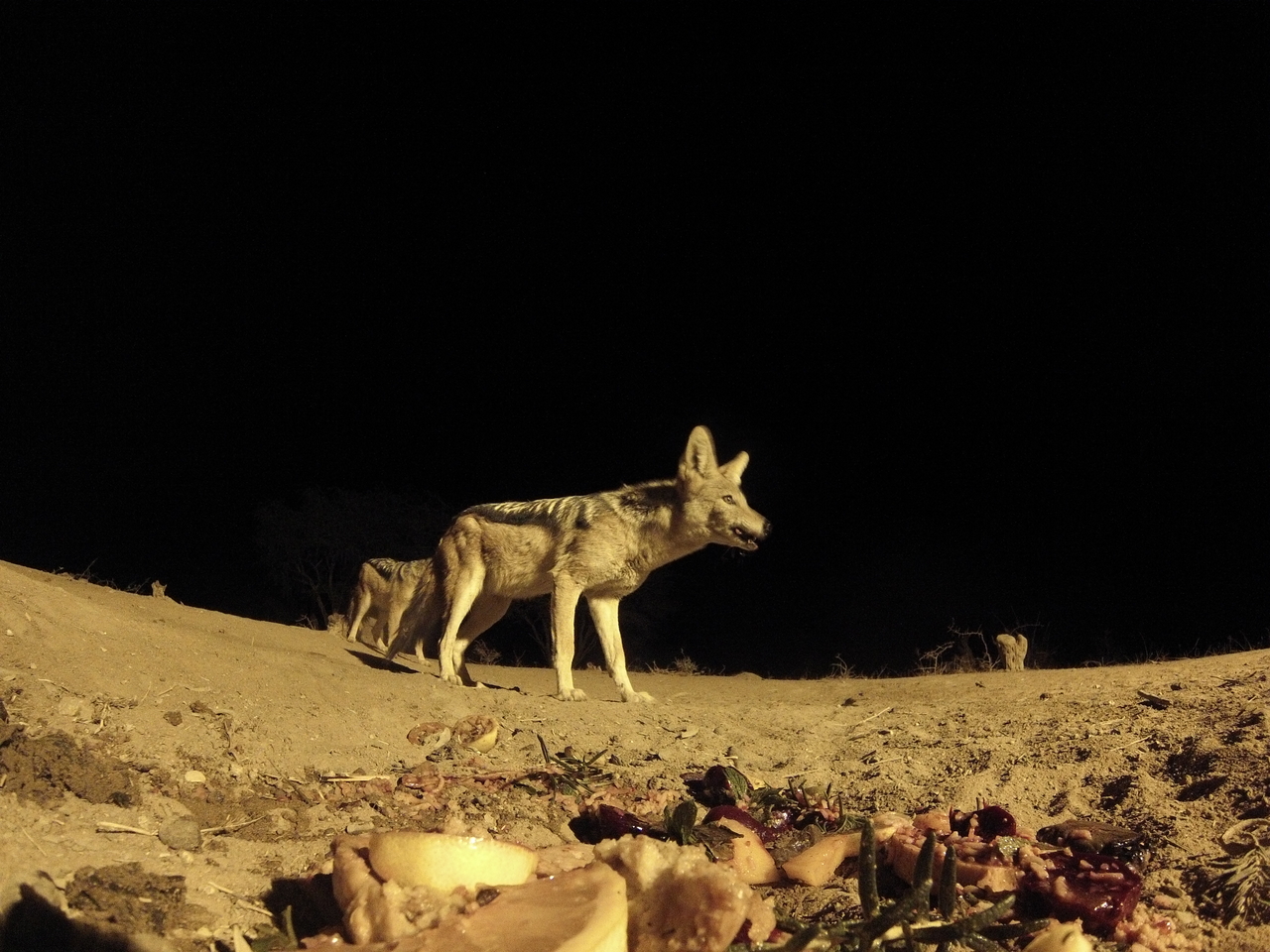 [4091] 2016_06_22_20_51_51_Africa_Hero3-Silver_Edition_IMG__00601.jpg