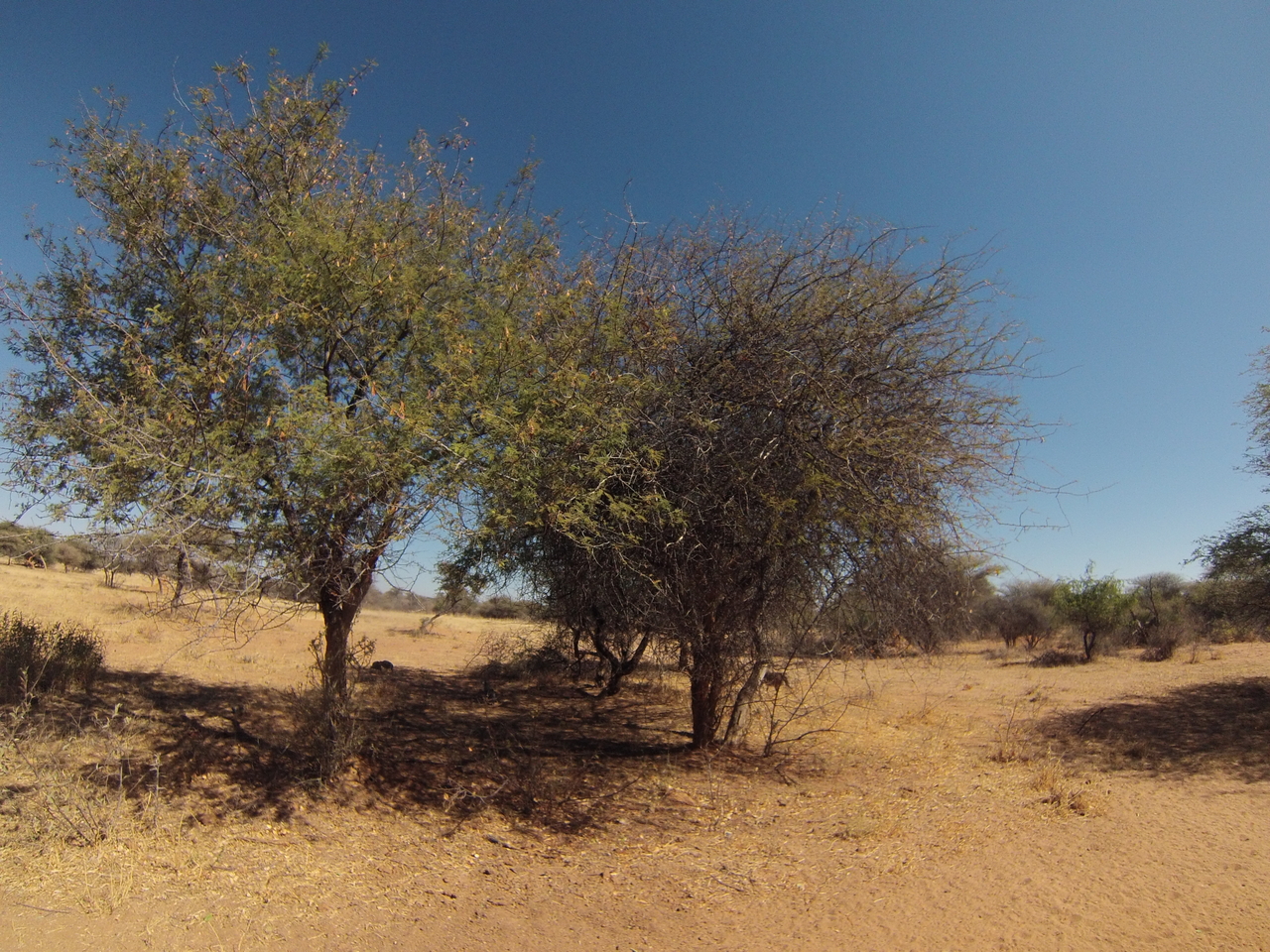 [8884] 2016_06_23_12_09_18_Africa_Hero3-Silver_Edition_IMG__00375.jpg