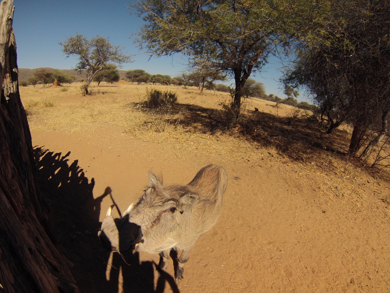 [8886] 2016_06_23_12_09_22_Africa_Hero3-Silver_Edition_IMG__00376.jpg