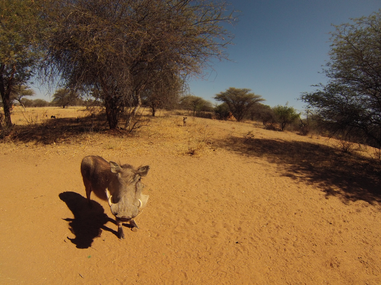 [8894] 2016_06_23_12_09_34_Africa_Hero3-Silver_Edition_IMG__00380.jpg