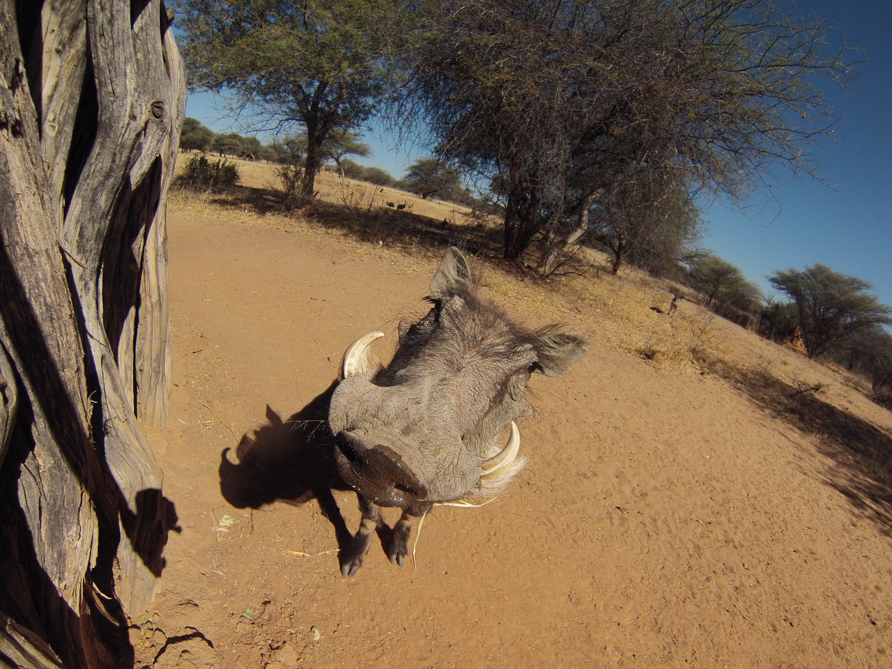 [8898] 2016_06_23_12_09_38_Africa_Hero3-Silver_Edition_IMG__00382.jpg