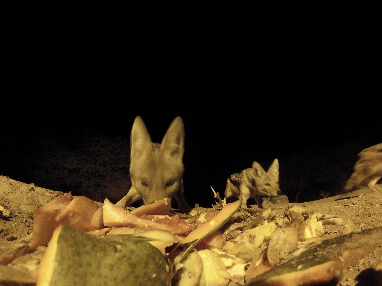 [9697] 2016_06_23_18_42_56_Africa_Hero3-Silver_Edition_IMG__00888.jpg