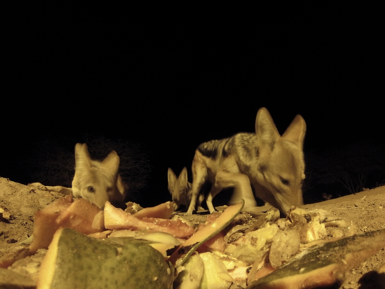 [9725] 2016_06_23_18_43_32_Africa_Hero3-Silver_Edition_IMG__00902.jpg