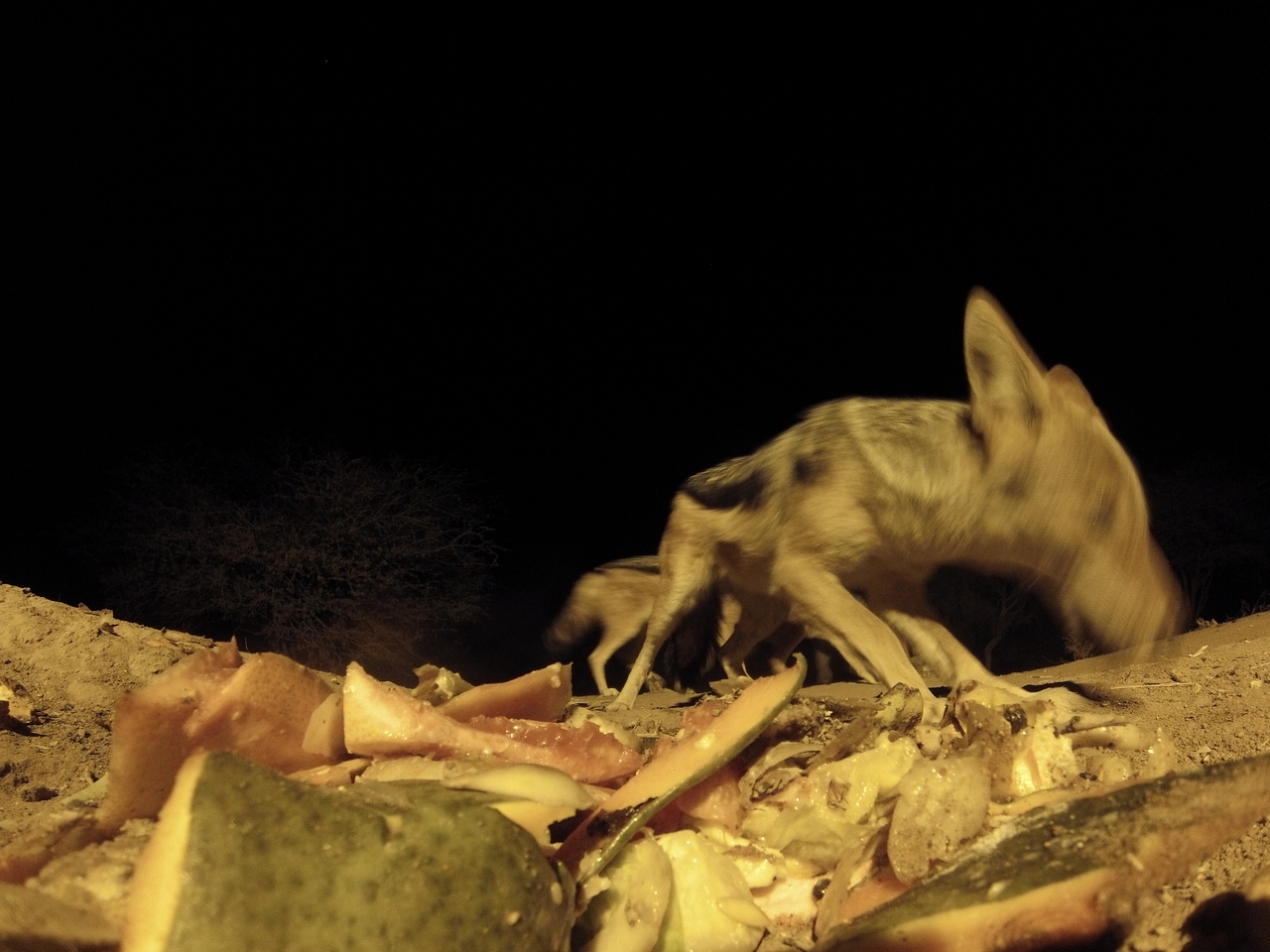 [9726] 2016_06_23_18_43_34_Africa_Hero3-Silver_Edition_IMG__00455.jpg