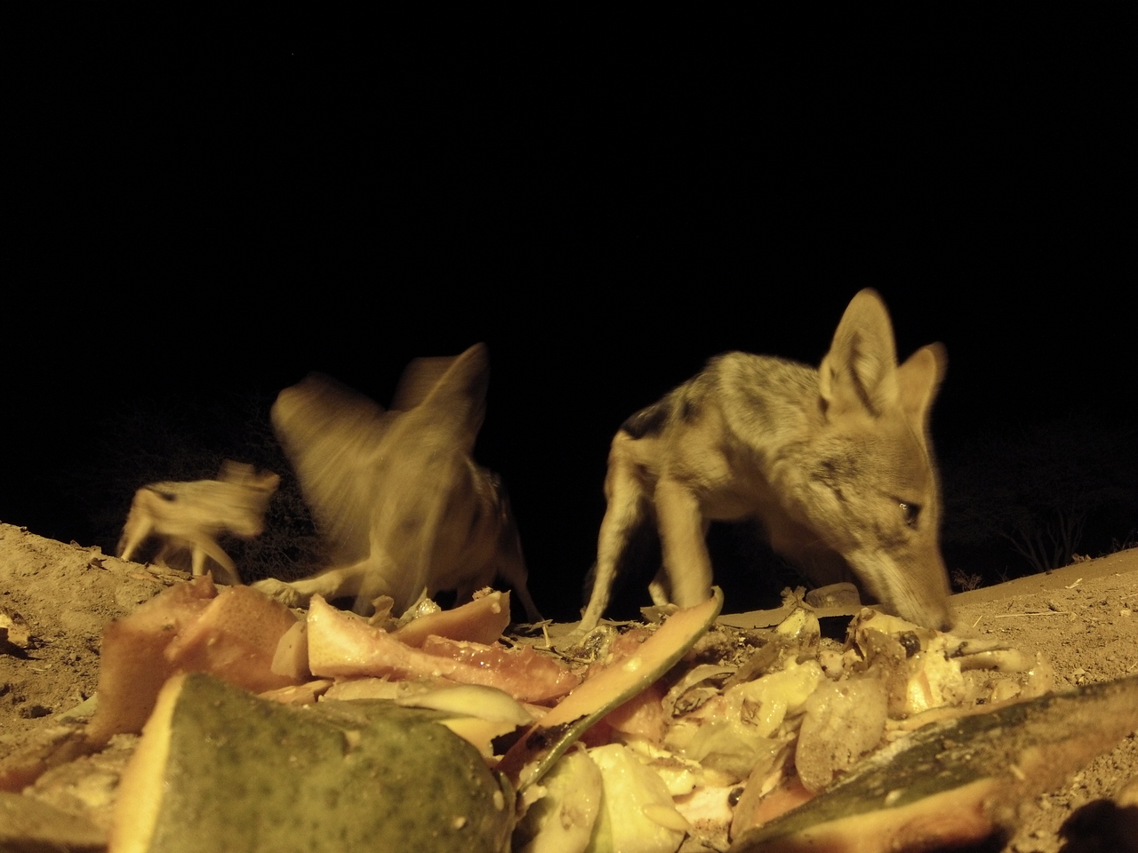 [9739] 2016_06_23_18_43_46_Africa_Hero3-Silver_Edition_IMG__00909.jpg