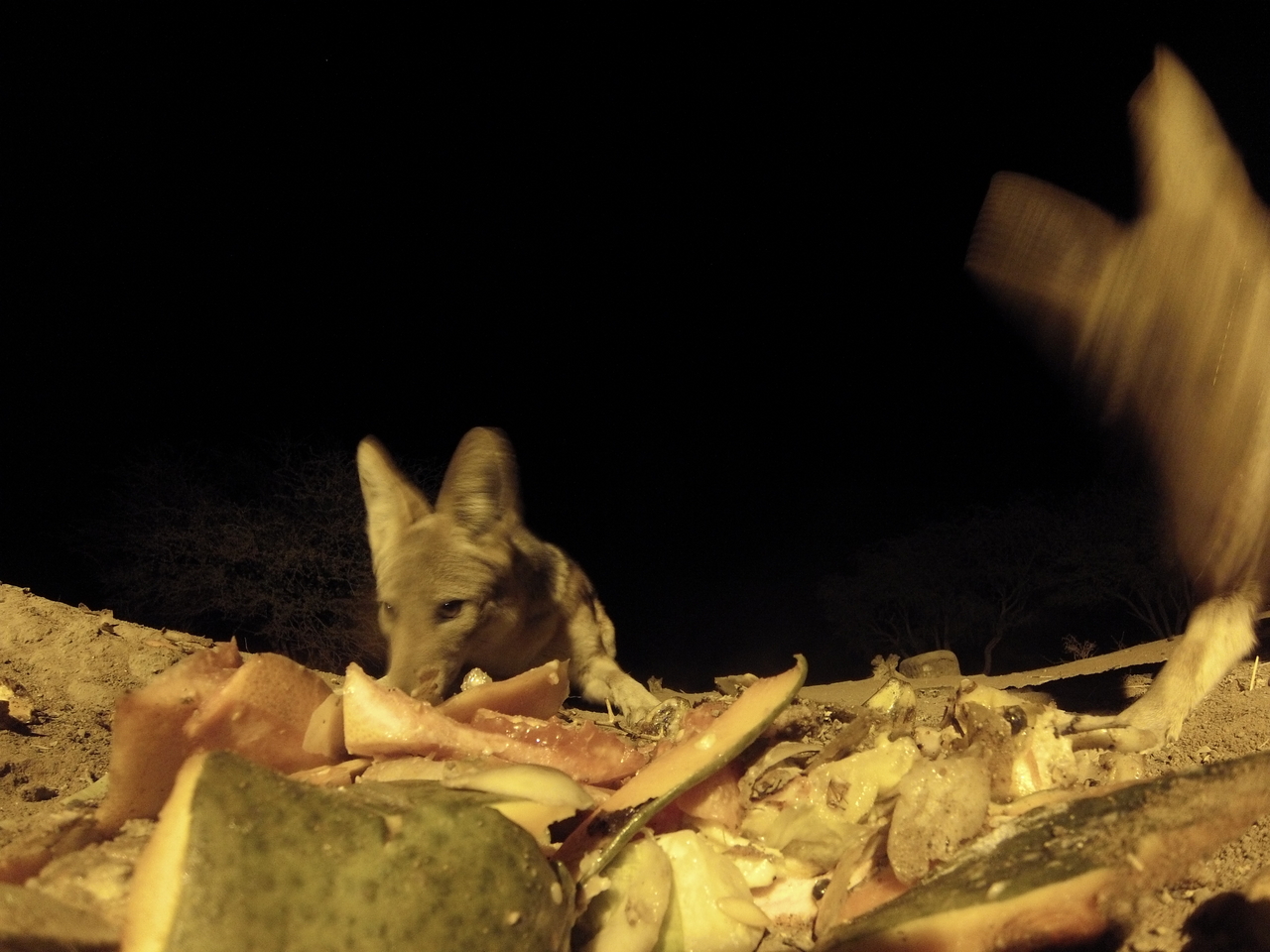 [9743] 2016_06_23_18_43_52_Africa_Hero3-Silver_Edition_IMG__00911.jpg