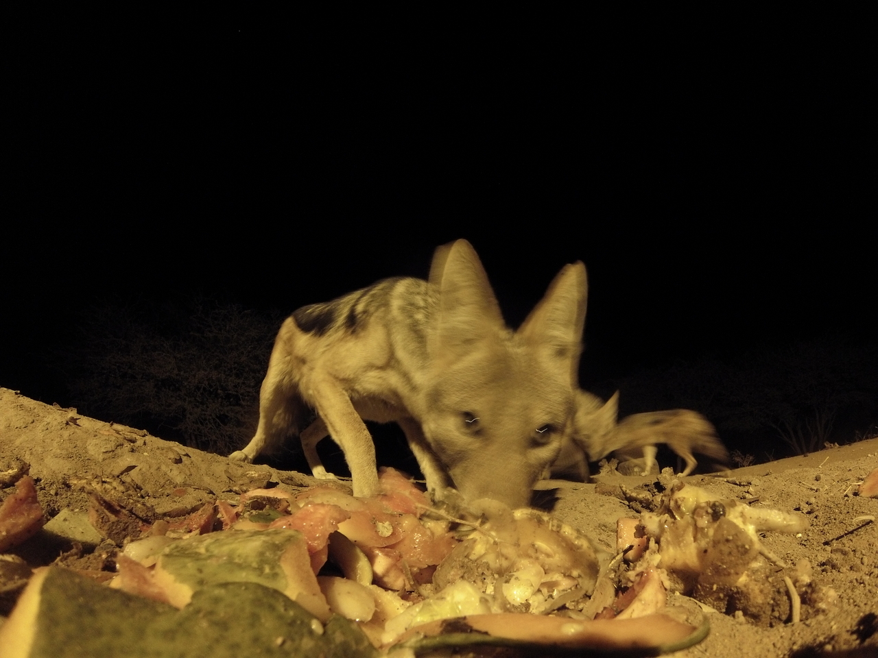 [9826] 2016_06_23_18_45_42_Africa_Hero3-Silver_Edition_IMG__00505.jpg