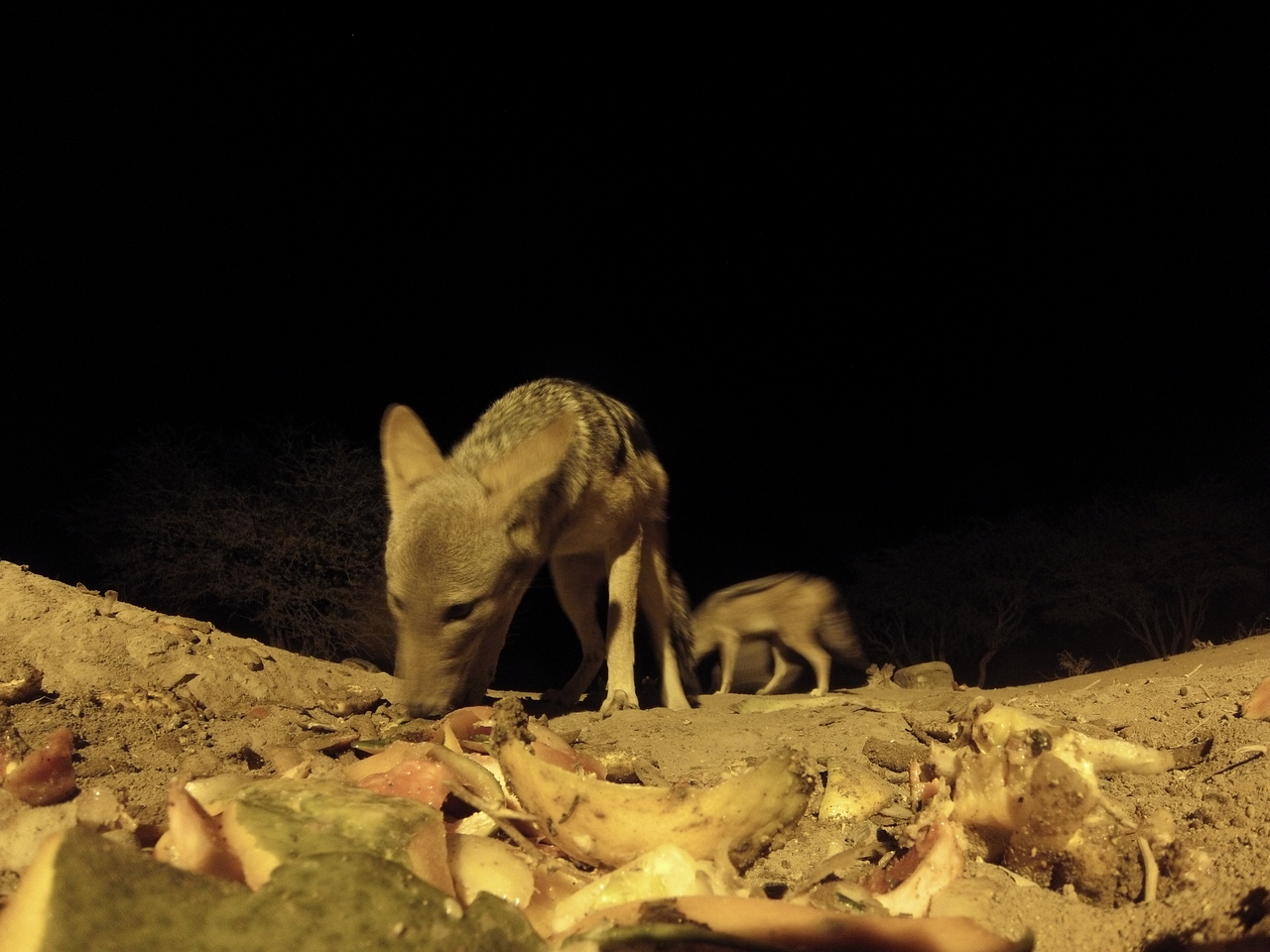 [10021] 2016_06_23_18_49_56_Africa_Hero3-Silver_Edition_IMG__00598.jpg