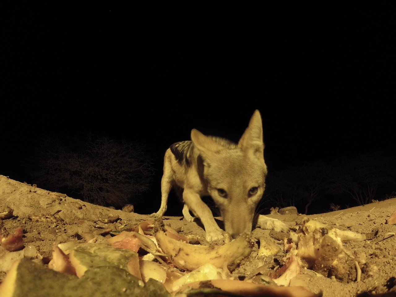 [10029] 2016_06_23_18_50_08_Africa_Hero3-Silver_Edition_IMG__00602.jpg