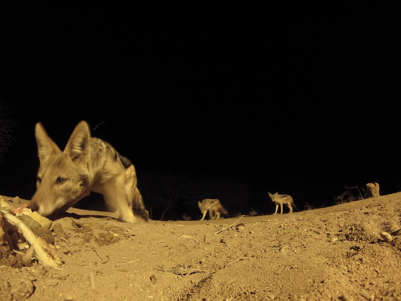 [10198] 2016_06_23_19_01_28_Africa_Hero3-Silver_Edition_IMG__01108.jpg