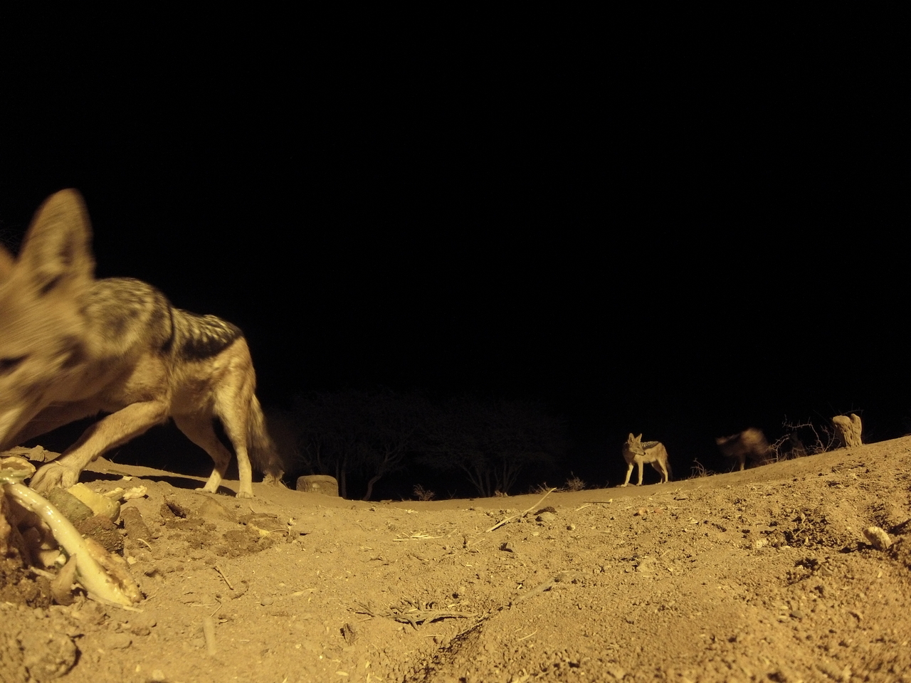 [10216] 2016_06_23_19_01_47_Africa_Hero3-Silver_Edition_IMG__01113.jpg