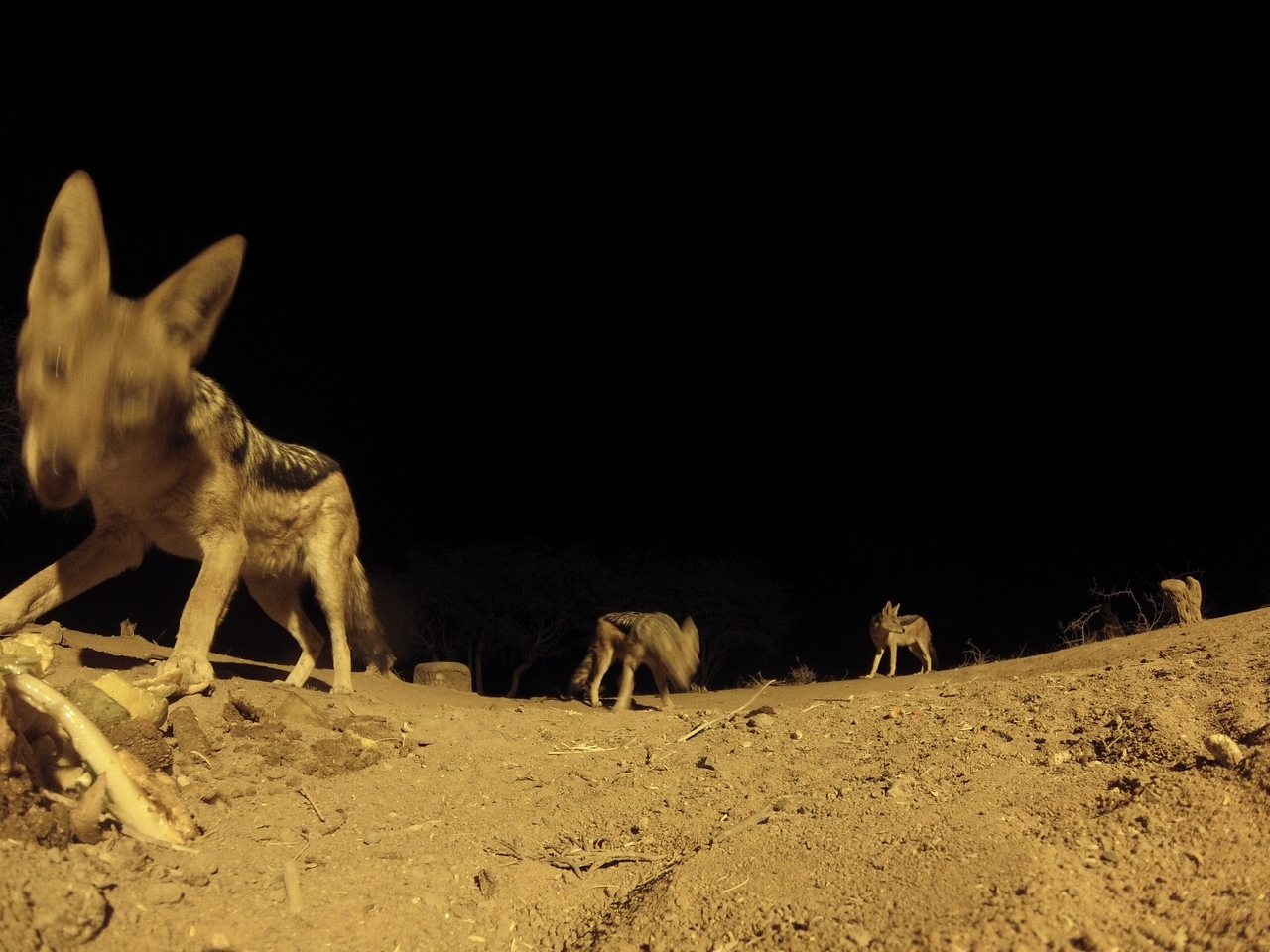 [10226] 2016_06_23_19_01_54_Africa_Hero3-Silver_Edition_IMG__00668.jpg