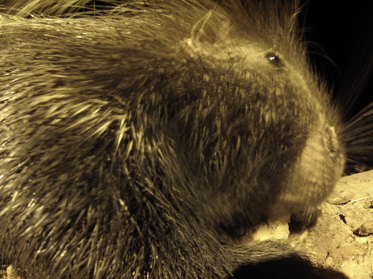 [10933] 2016_06_23_19_53_09_Africa_Hero3-Silver_Edition_IMG__00871.jpg