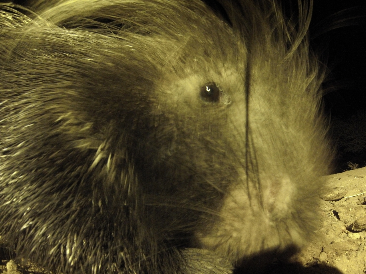 [10941] 2016_06_23_19_53_17_Africa_Hero3-Silver_Edition_IMG__00873.jpg