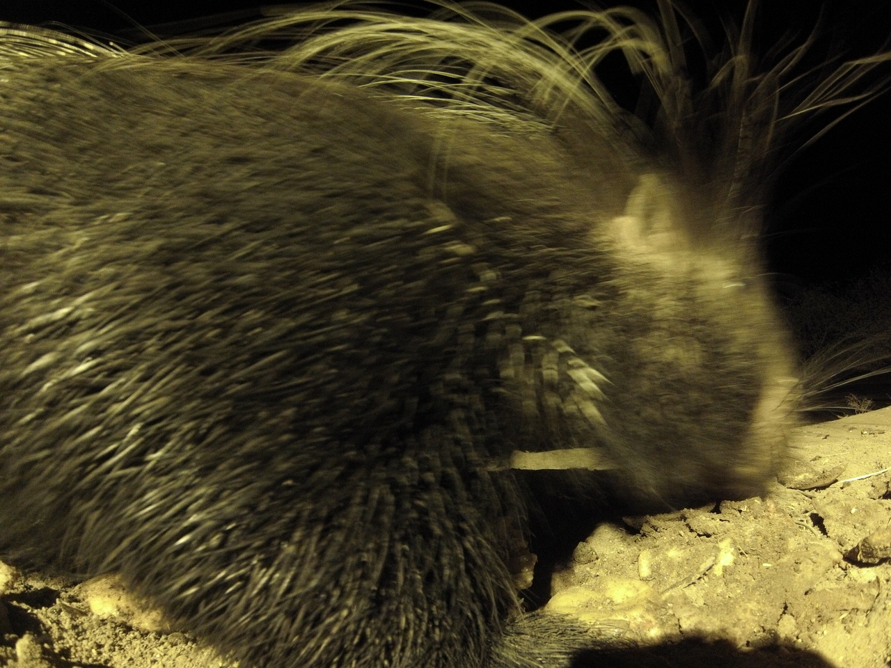 [10944] 2016_06_23_19_53_21_Africa_Hero3-Silver_Edition_IMG__01322.jpg