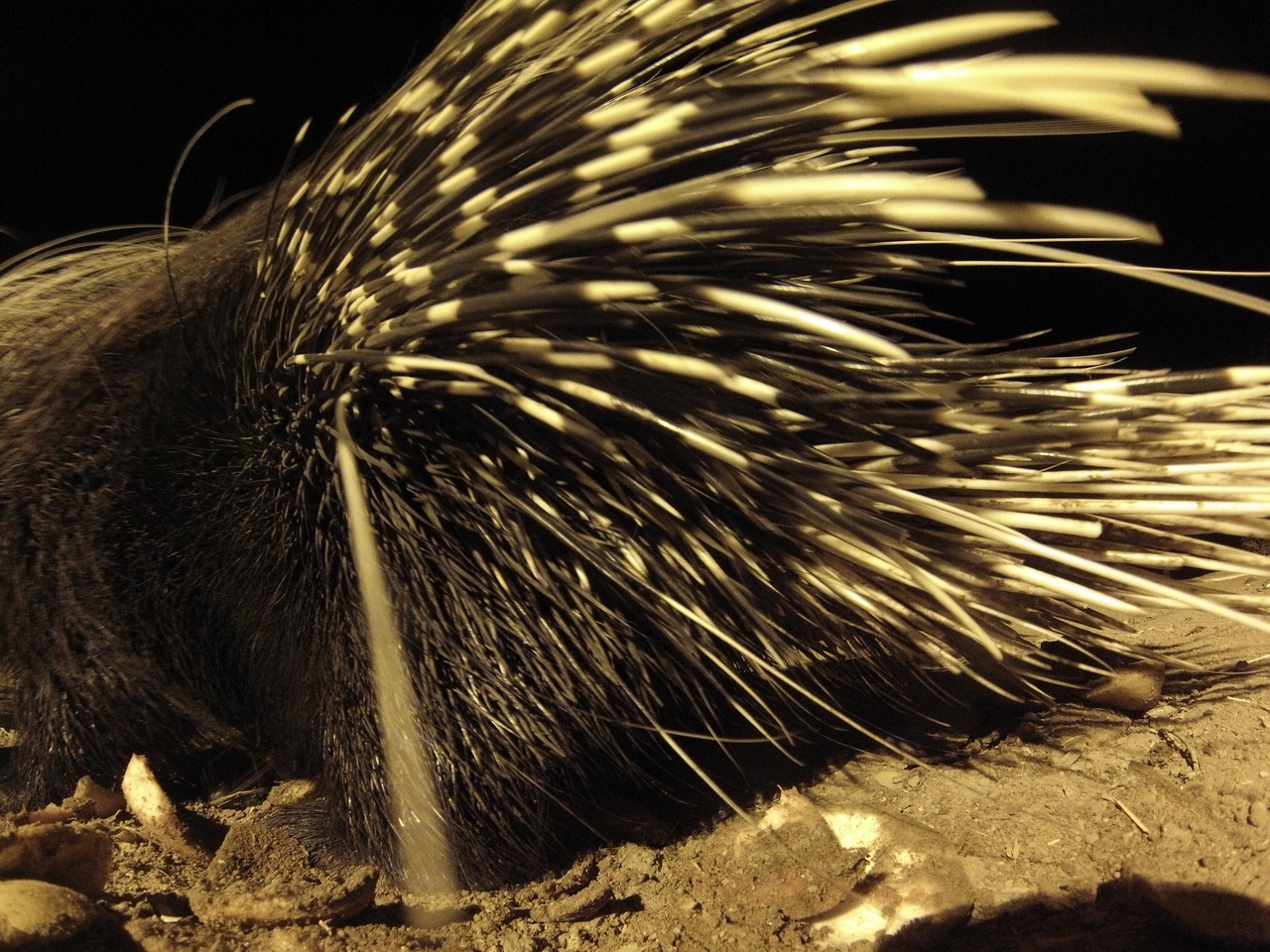 [11234] 2016_06_23_19_58_32_Africa_Hero3-Silver_Edition_IMG__00952.jpg