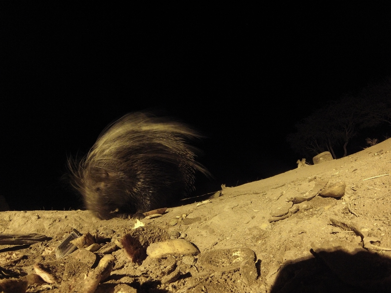 [11416] 2016_06_23_20_00_52_Africa_Hero3-Silver_Edition_IMG__00994.jpg