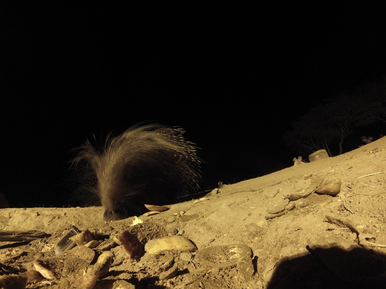 [11420] 2016_06_23_20_00_56_Africa_Hero3-Silver_Edition_IMG__01443.jpg